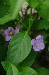 Ruellia strepens